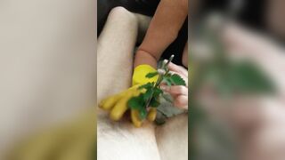 FETISH CBT Urethral Sounding Medical Play Penis Torment - Nettles