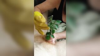 FETISH CBT Urethral Sounding Medical Play Penis Torment - Nettles