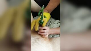 FETISH CBT Urethral Sounding Medical Play Penis Torment - Nettles
