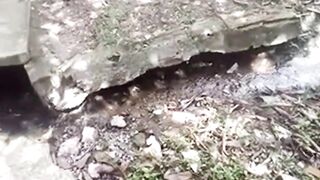 Dissatisfied married woman does fellatio into stranger on the street