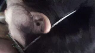 Amazing Penis Suck and Drink