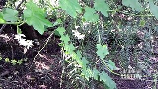 ORAL SEX MASTER SUCKING OFF SHAUNDAM HUGE EBONY DICK INSIDE THE BUSHES