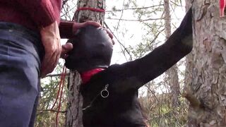 Bound to a Tree on a Hottie Outfit, Masked and Outdoors Deeply