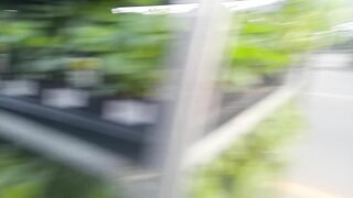 milf Mastrubates and Ejaculates into Garden Store