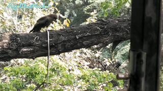 Eagle and Dani enjoys Breakfast at same Time Watching Nude Angel Fowler