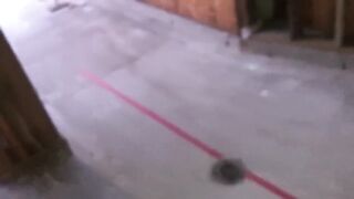 Black Boned against the Wall at the Construction Site P4