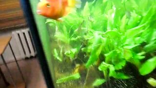 Russian women with Amazing Tits Loves to do Head and when she