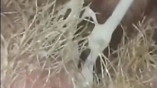 Creamy Compilation
