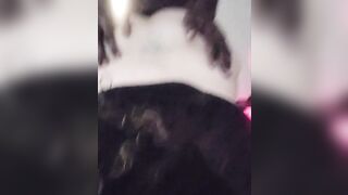 Lil-Ryda Loves back Shots ,big black cock Deep into WAP