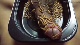 Mealworms On Penis