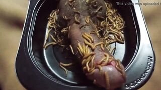 Mealworms On Penis