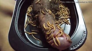 Mealworms On Penis