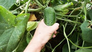 Dark Hair is Masturbating with a Long Freshly Picked Cucumber