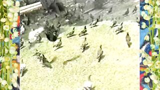 Goth Barely Legal into Hollywood Graveyard