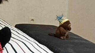 MessalineX Jerks off and makes her Friend Cum, Ejaculation on the Belly. True French Amateur Lovers.