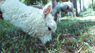 Alpaca - Animals of the Earth - Let's save the animals