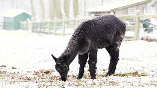 Alpaca - Animals of the Earth - Let's save the animals
