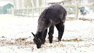 Alpaca - Animals of the Earth - Let's save the animals