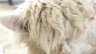 Alpaca - Animals of the Earth - Let's save the animals