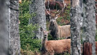 Moose - Animals of the Earth - Let's save the animals