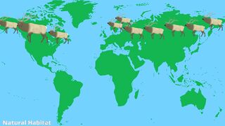 Moose - Animals of the Earth - Let's save the animals