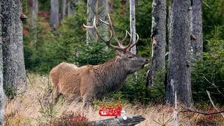 Moose - Animals of the Earth - Let's save the animals
