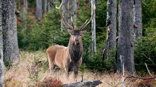 Moose - Animals of the Earth - Let's save the animals