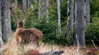 Moose - Animals of the Earth - Let's save the animals