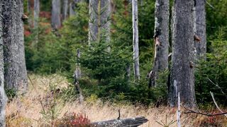 Moose - Animals of the Earth - Let's save the animals