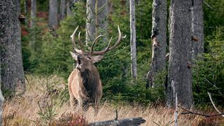 Moose - Animals of the Earth - Let's save the animals