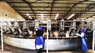 Domina Lover April - The Milking Barn