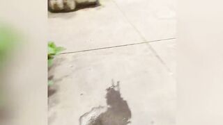 Another fellatio inside outdoors store with a facial and cum walk!!