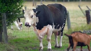 3 bites en baise brutale pour cette chienne francaise