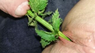 Urethral Nettle Fucking - FETISH Slave female takes nettles inside the snatch