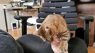 Vagina invites you to play with her into bed. She licks you intensely.