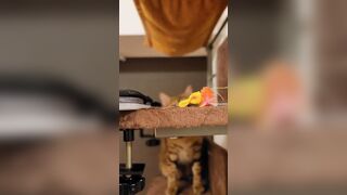 Cunt is animated who won't let go of your vibrators once you add them!