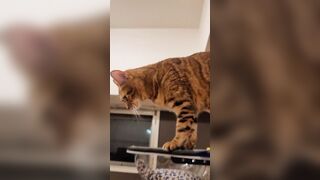 Cunt is animated who won't let go of your vibrators once you add them!