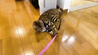 The kitty is taken to the hospital by her master ... . The rebellious kitty takes off her clothes