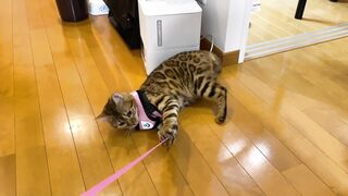The kitty is taken to the hospital by her master ... . The rebellious kitty takes off her clothes