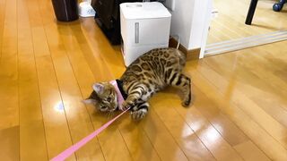 The kitty is taken to the hospital by her master ... . The rebellious kitty takes off her clothes
