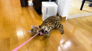 The kitty is taken to the hospital by her master ... . The rebellious kitty takes off her clothes