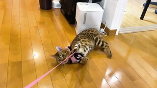 The kitty is taken to the hospital by her master ... . The rebellious kitty takes off her clothes