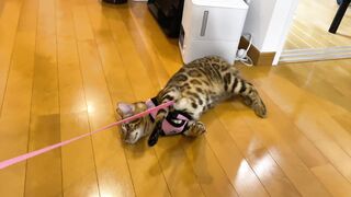 The kitty is taken to the hospital by her master ... . The rebellious kitty takes off her clothes