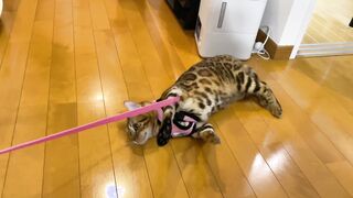 The kitty is taken to the hospital by her master ... . The rebellious kitty takes off her clothes