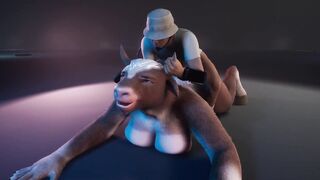 Furry cow milks ranger