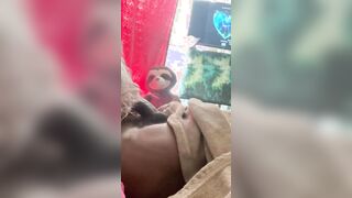 BELLY STRIPPER