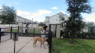 STRANGER GIVE HEAD INSIDE DOG PARK 4K 19YO TWITTER THEGORILLAGRIPP