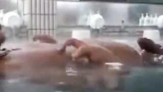 JAPANESE SAUNA