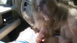 Blowjob in the car