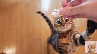 kitty